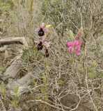 Ophrys ferrum-equinum