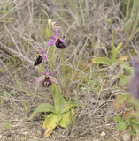 Ophrys ferrum-equinum ssp labiosa
