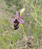 Ophrys ferrum-equinum ssp. labiosa