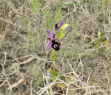 Ophrys ferrum-equinum