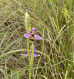 Ophrys heldreichii var. calypsus