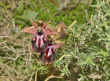 Ophrys herae