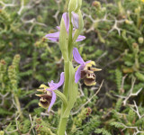 Ophrys  cerastes