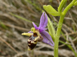 Ophrys cerastes, close