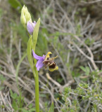 Ophrys cornutula