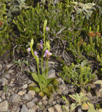 Ophrys cornutula