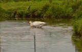 Jongleren met vis