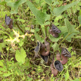 Aristolochia hirta, oostelijke pijpbloem