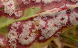 Zuring- en rietroest, onderzijde blad