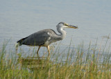 Reiger met kikkervisje