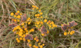 6 rodelijstvlinders op 1 plant, Aricia agestis