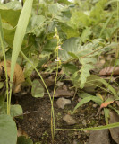 Eulophia pauciflorum