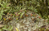 Bulbophyllum on sandstone