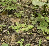 Liparis siamensis habitat