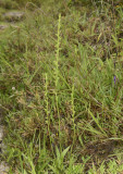 Peristylus densus