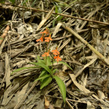 Habenaria op bamboesubstraat