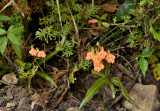 Habenaria op rotspuin
