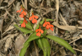 Habenaria op bamboesubstraat close