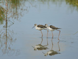 Steltkluut, black-winged stilt juvenile