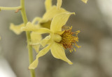 Dendrobium venustum