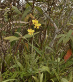Spathoglottis pubescens