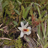 Dendrobium christyanum