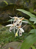 Goelogyne phuhinronglaensis, endemic to Thailand, lithophyte