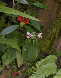 Calanthe ceciliae