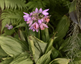 Calanthe ceciliae