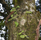 Tree habitat, porpax sp. 1200 mtr.