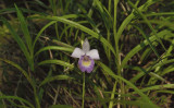 Arundina ceaspitosa