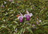 Arundina graminifolia