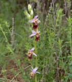 Ophrys apulica