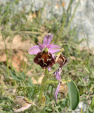 Ophrys biscutella