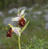 Ophrys cabronifera 