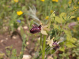 Ophrys incubacea