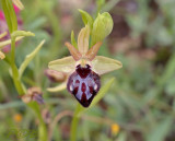 Ophrys passionis