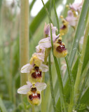 Ophrys tenthredinifera var. grandiflora