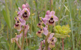 Ophrys tenthredinifera var. grandiflora