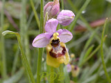 Ophrys tenthredinifera var. neglecta 