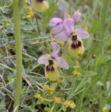 Ophrys tenthredinifera var. neglecta