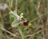 Ophrys villosa