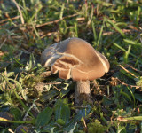 Barsthoed, variabele barsthoed