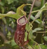 Nepenthes