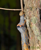 Caterpillar