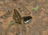 Gommon archduke, left is female, right is male