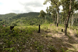 Pai former forest