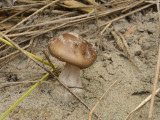 Duinveldridderzwam