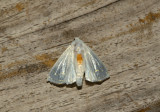 Moth