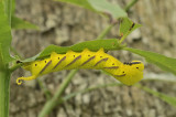 Pijlstaartrups, Acheronita atropos